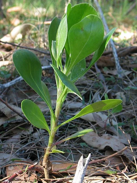 Bitou Bush