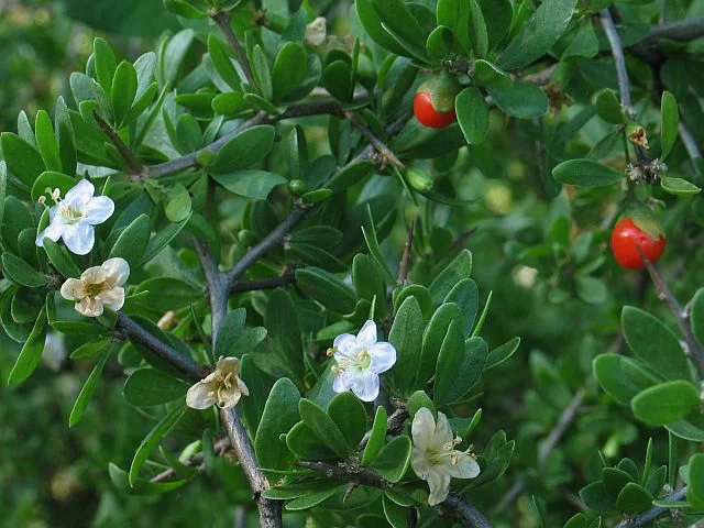 African Boxthorn