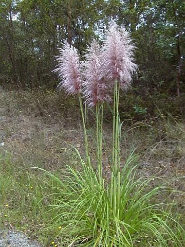 Pampas