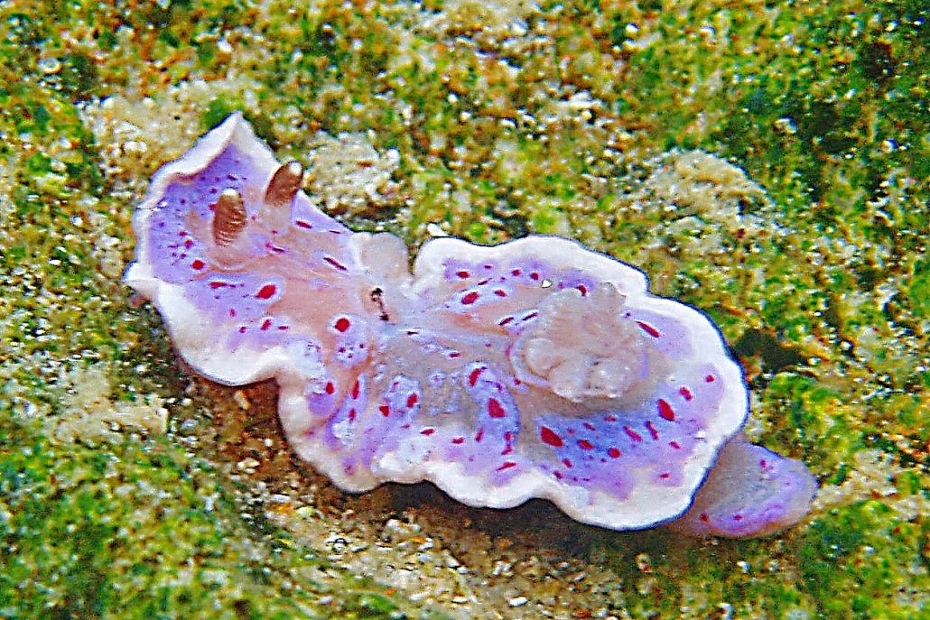 Chromodoris thompsoni