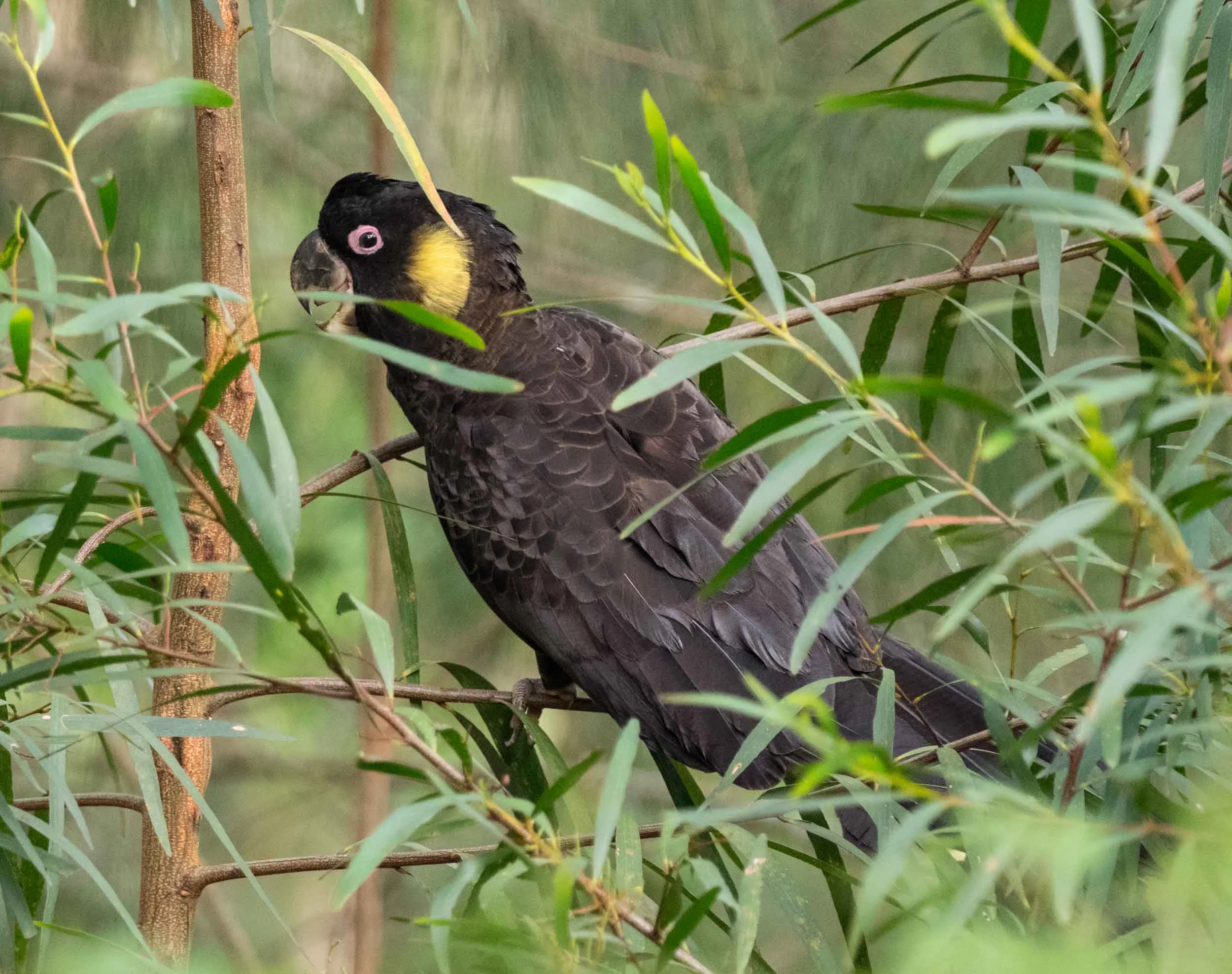 Yellow-tailed Black-Cockatoo