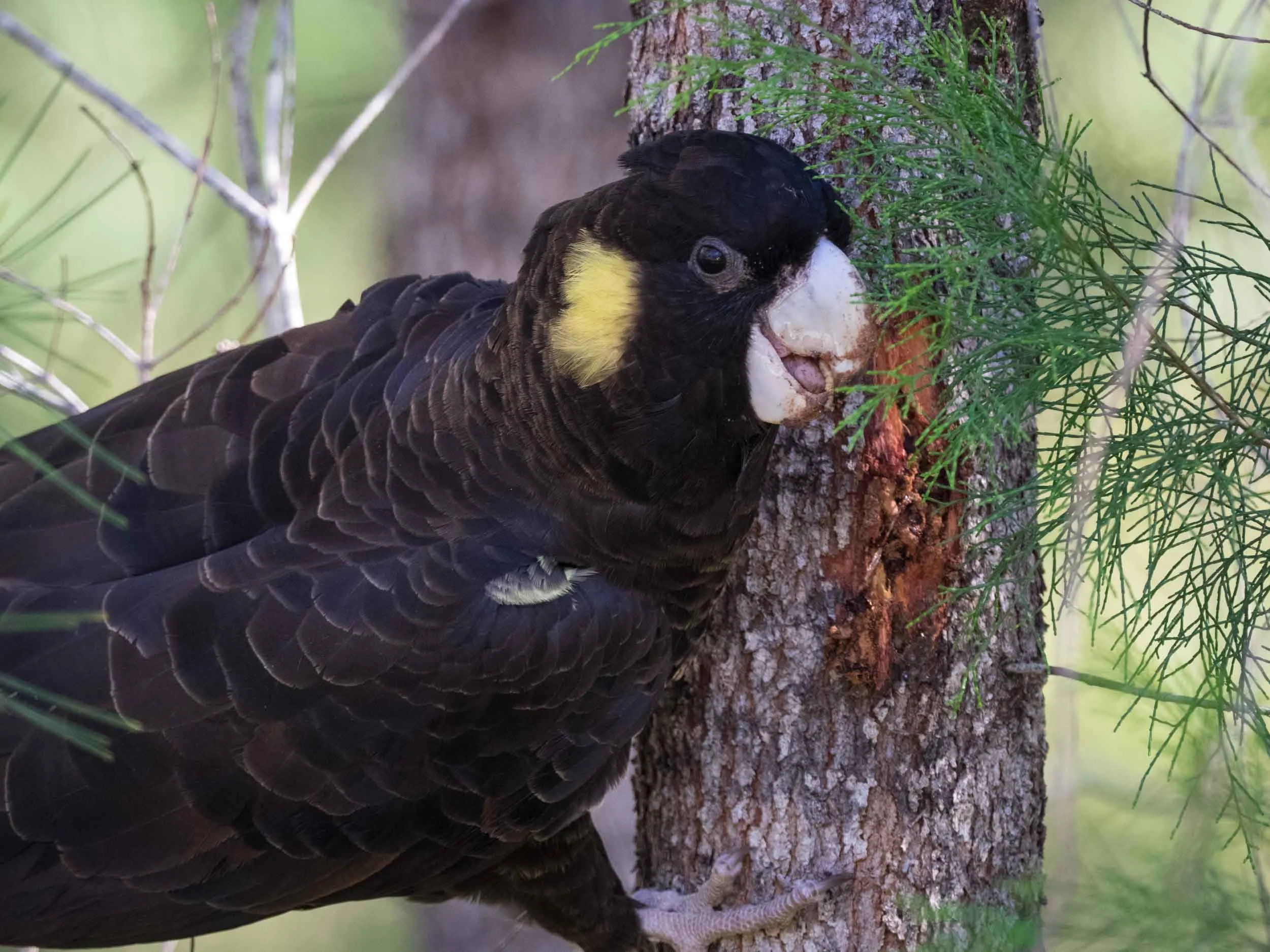 Yellow-tailed Black-Cockatoo