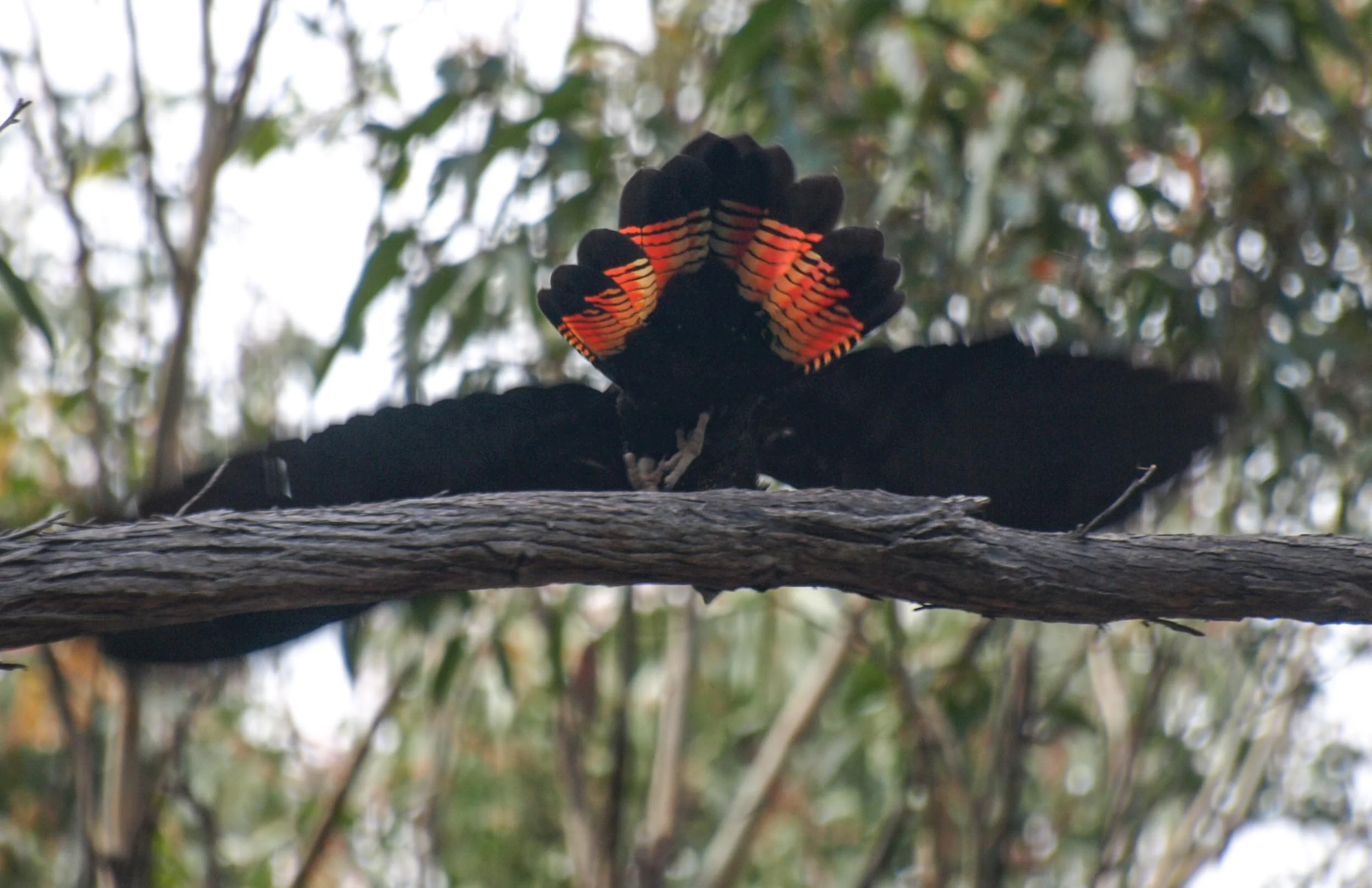 Glossy Black-Cockatoo
