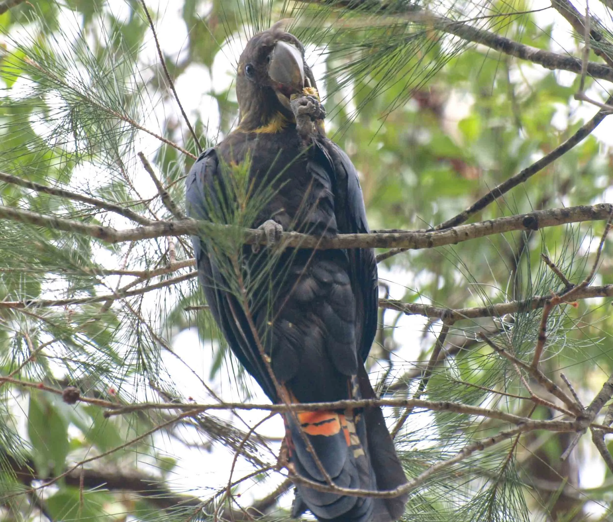 Glossy Black-Cockatoo