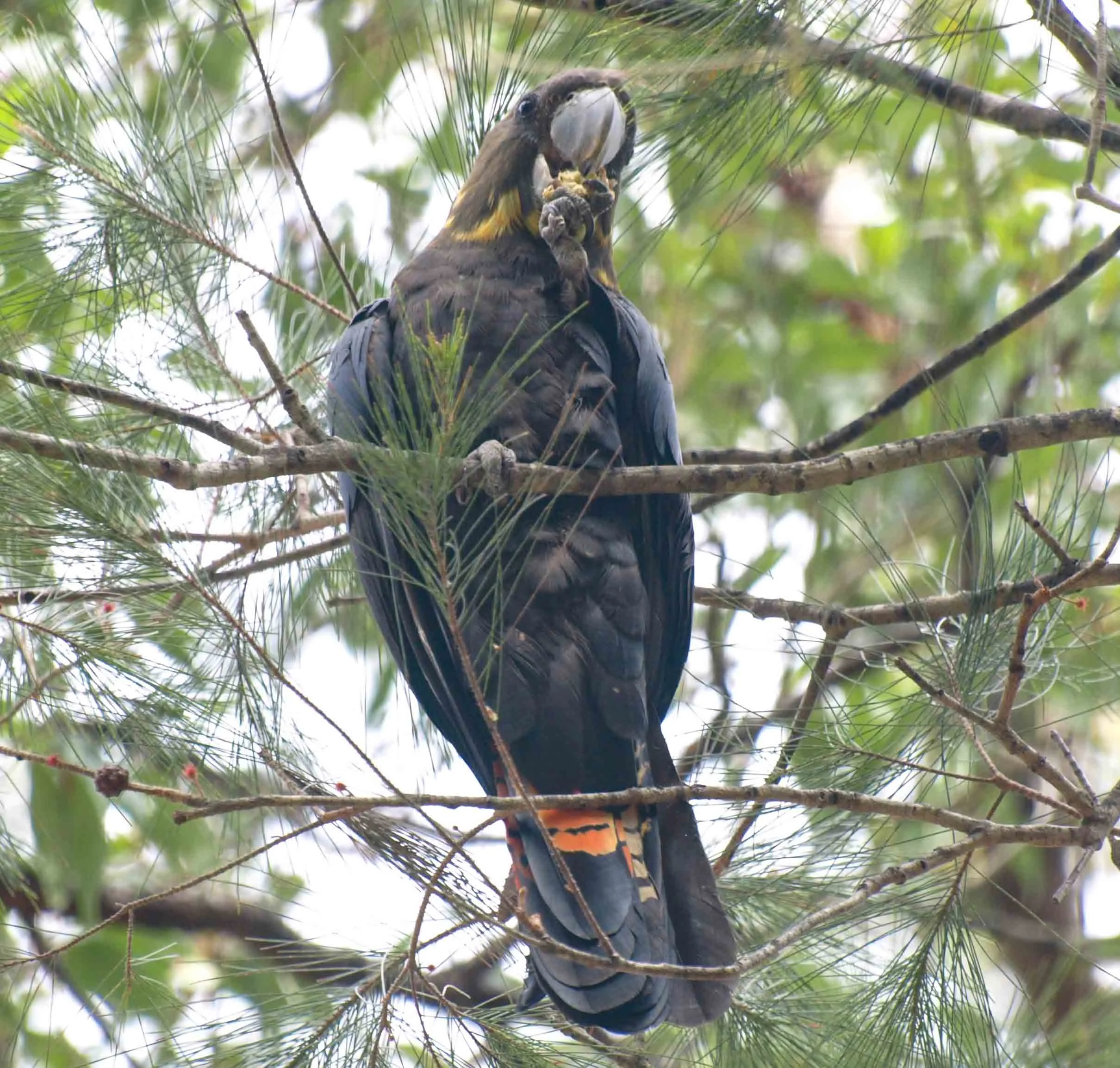 Glossy Black-Cockatoo