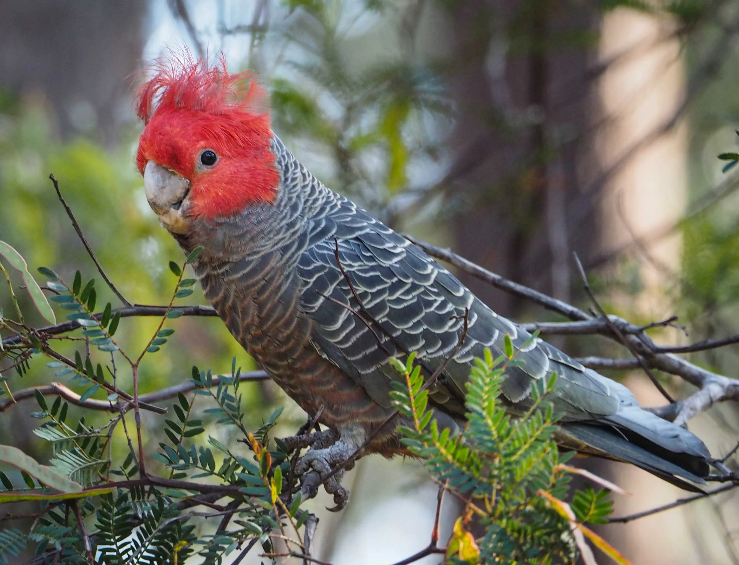 Gang-gang Cockatoo