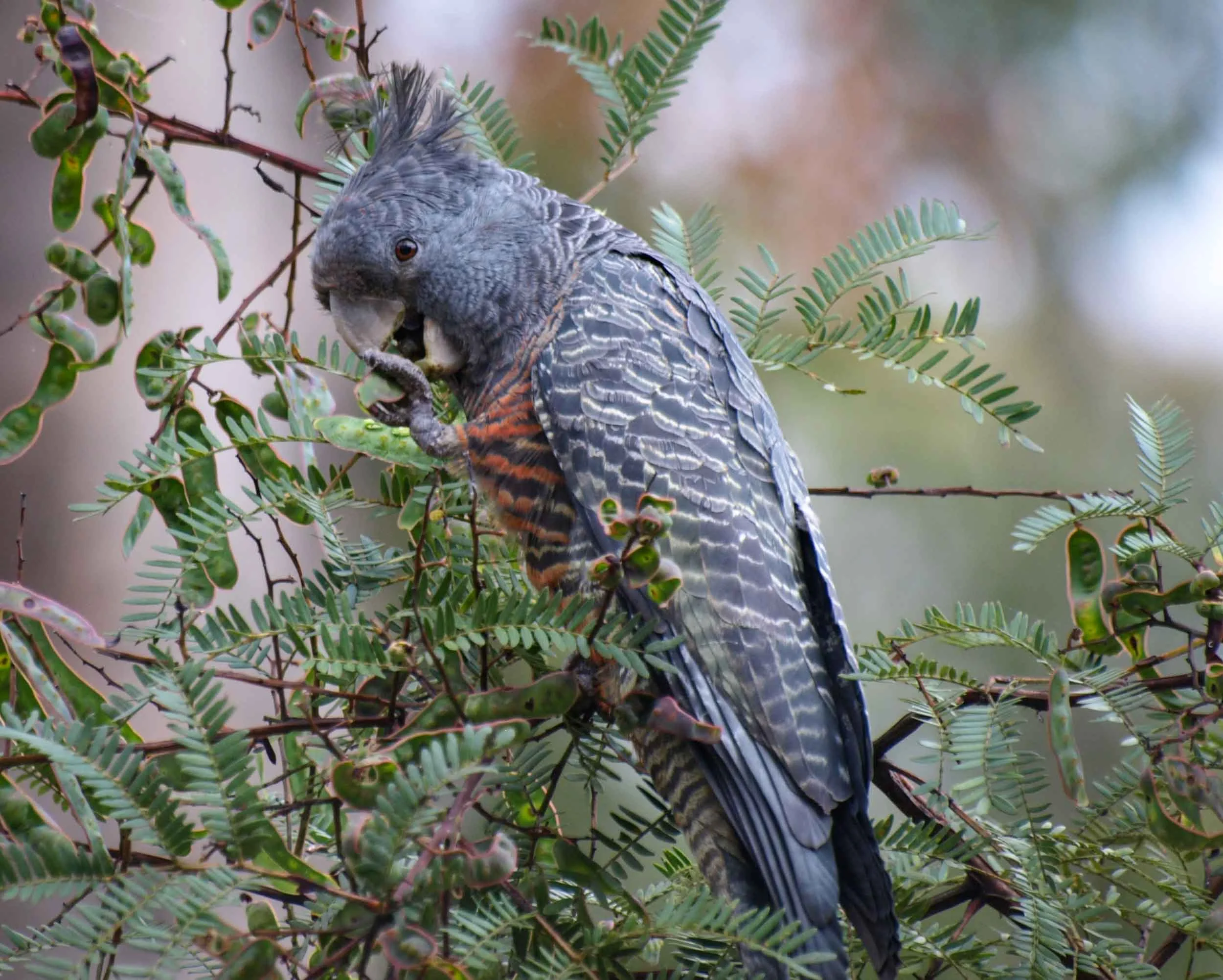 Gang-gang Cockatoo