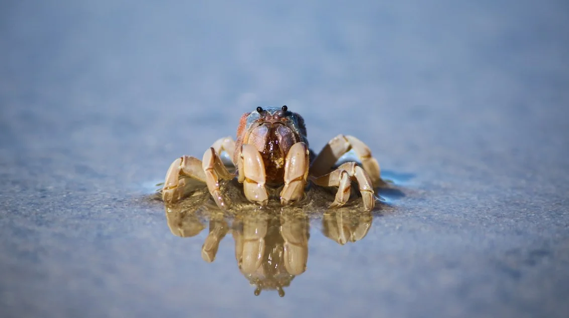 Local wildlife photos on display at CSIRO