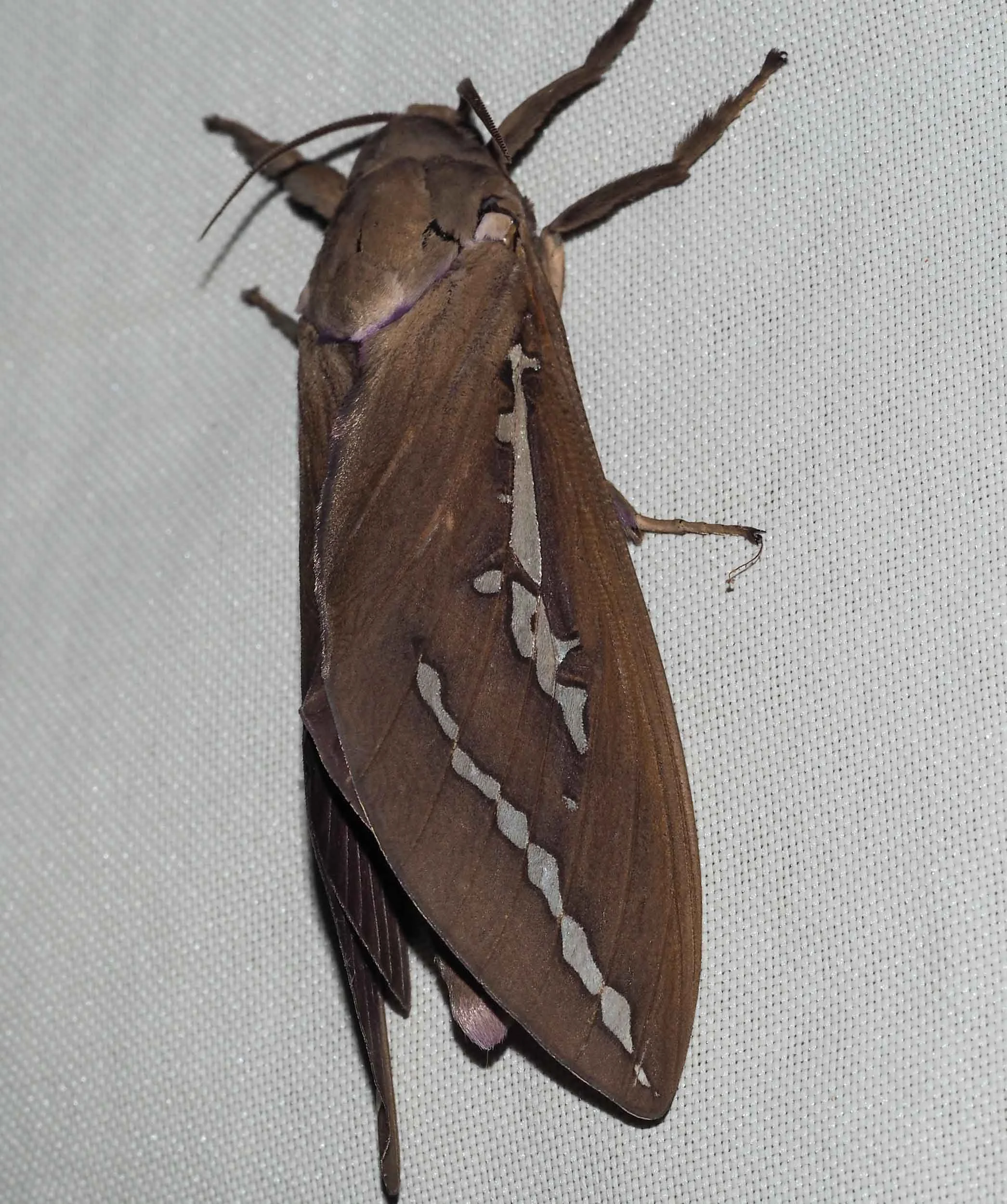 Mustard Ghost Moth (male)