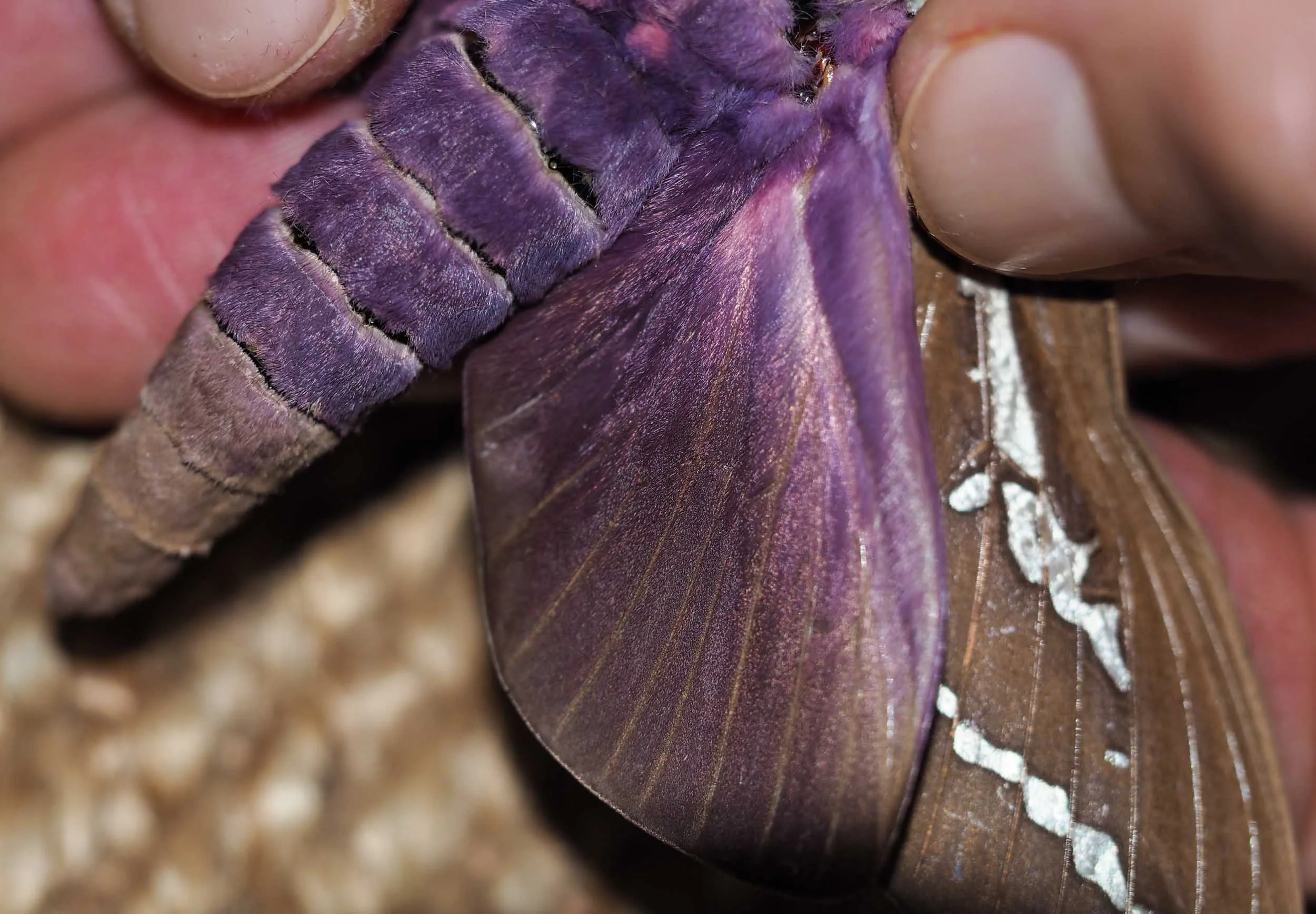 Mustard Ghost Moth (male)