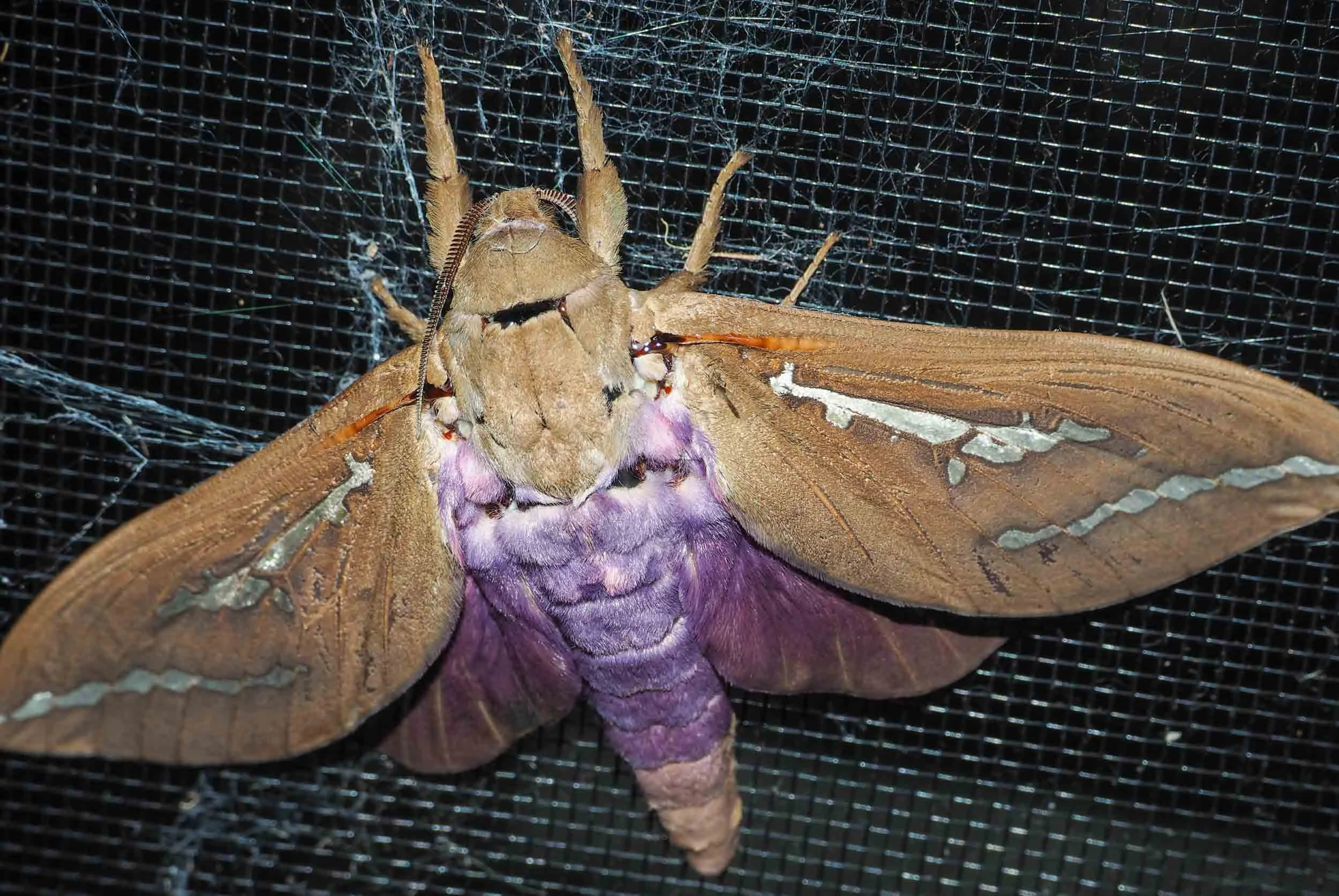 Mustard Ghost Moth (male)
