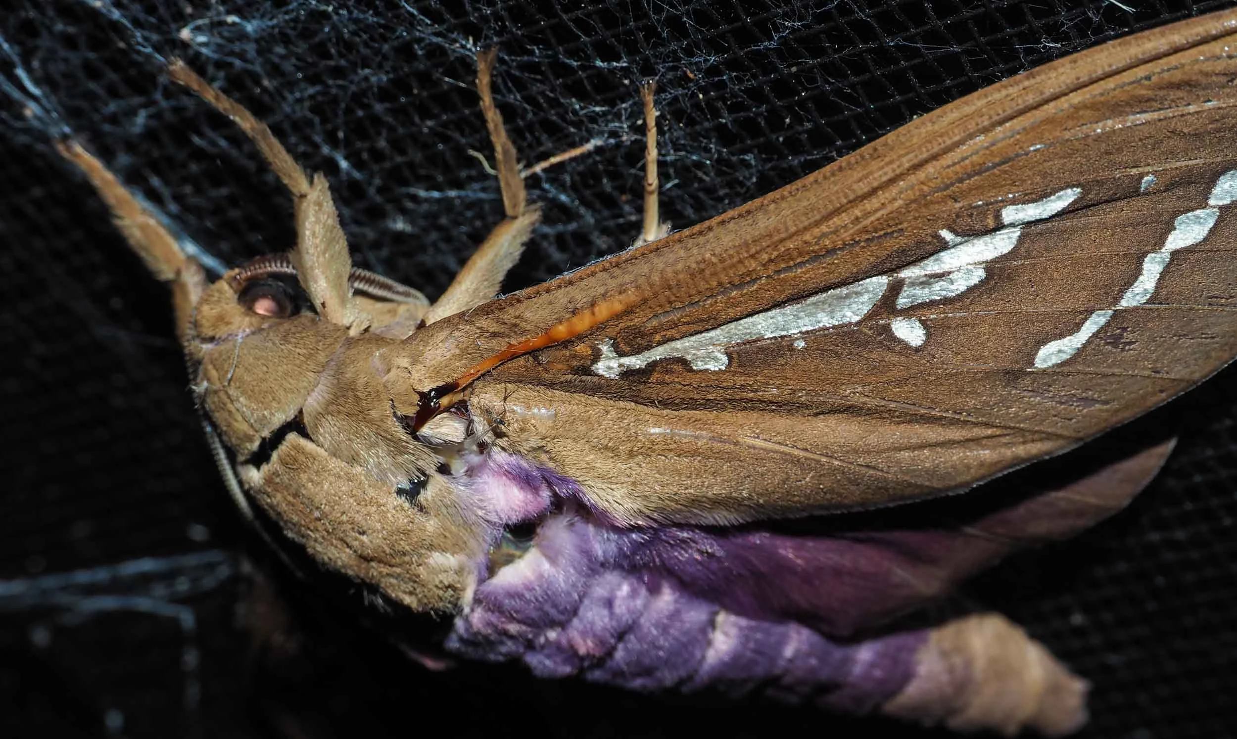 Mustard Ghost Moth (male)