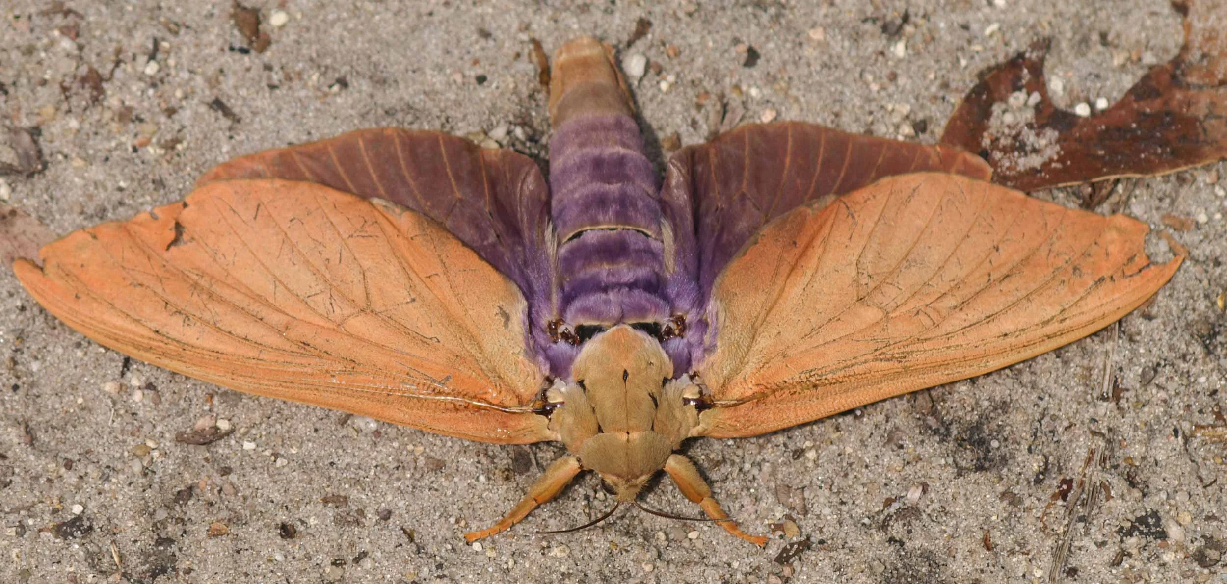 Mustard Ghost Moth (female)