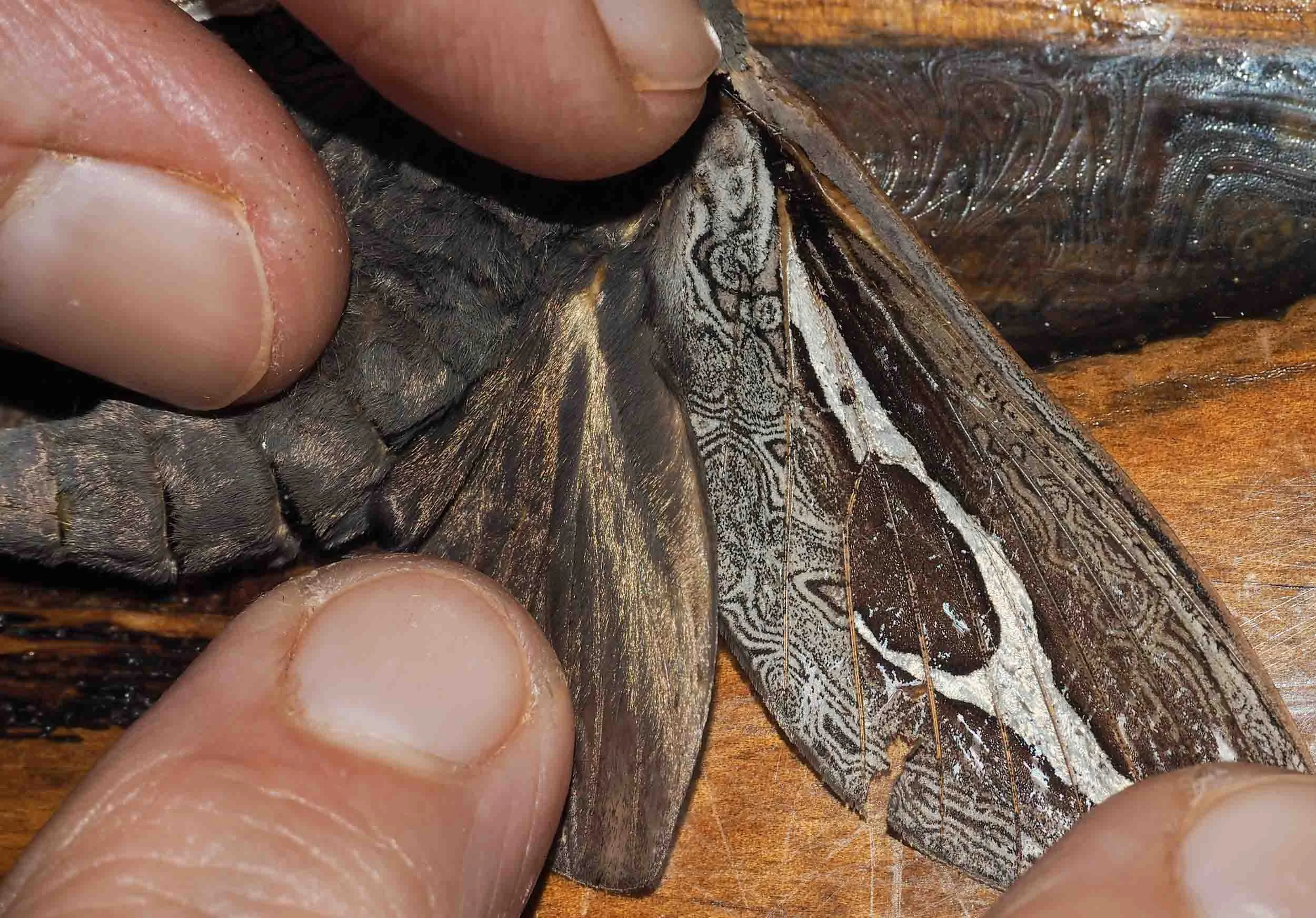 Labyrinthine Ghost Moth (male)