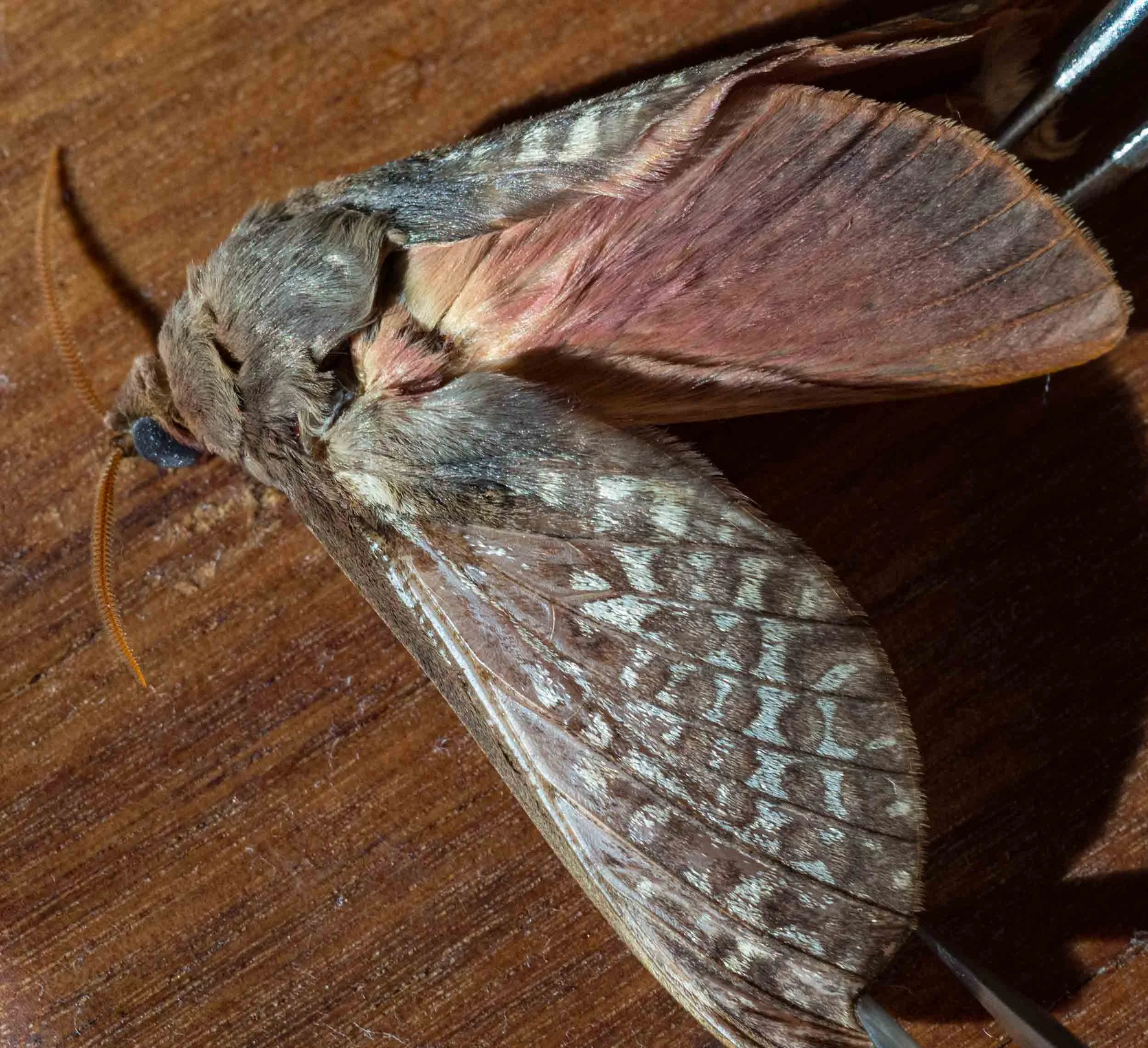 Swift Moth (male)