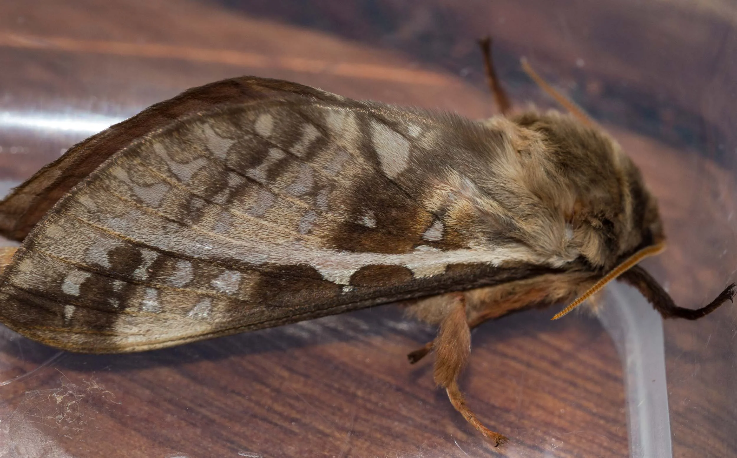 Swift Moth (male)
