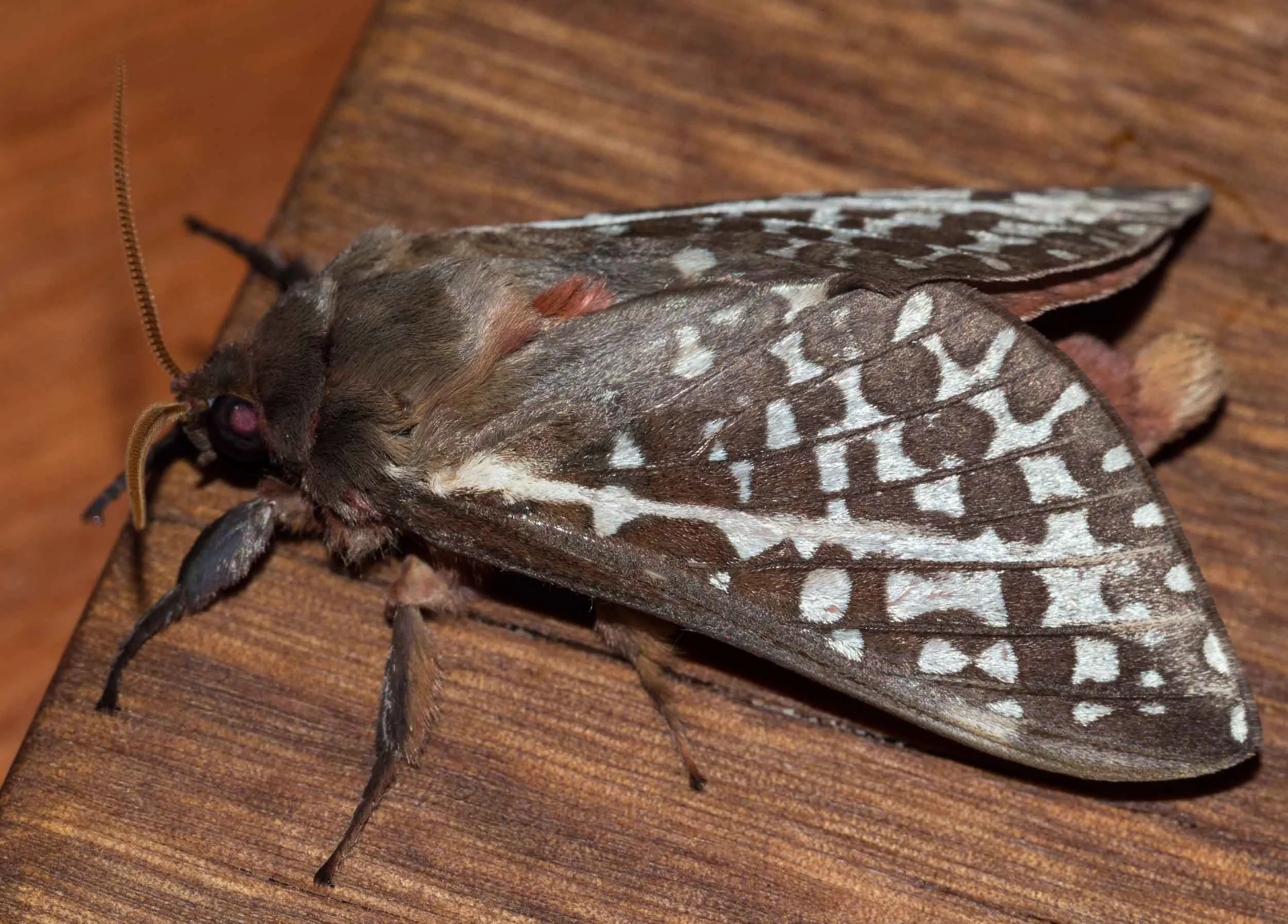 Swift Moth (male)