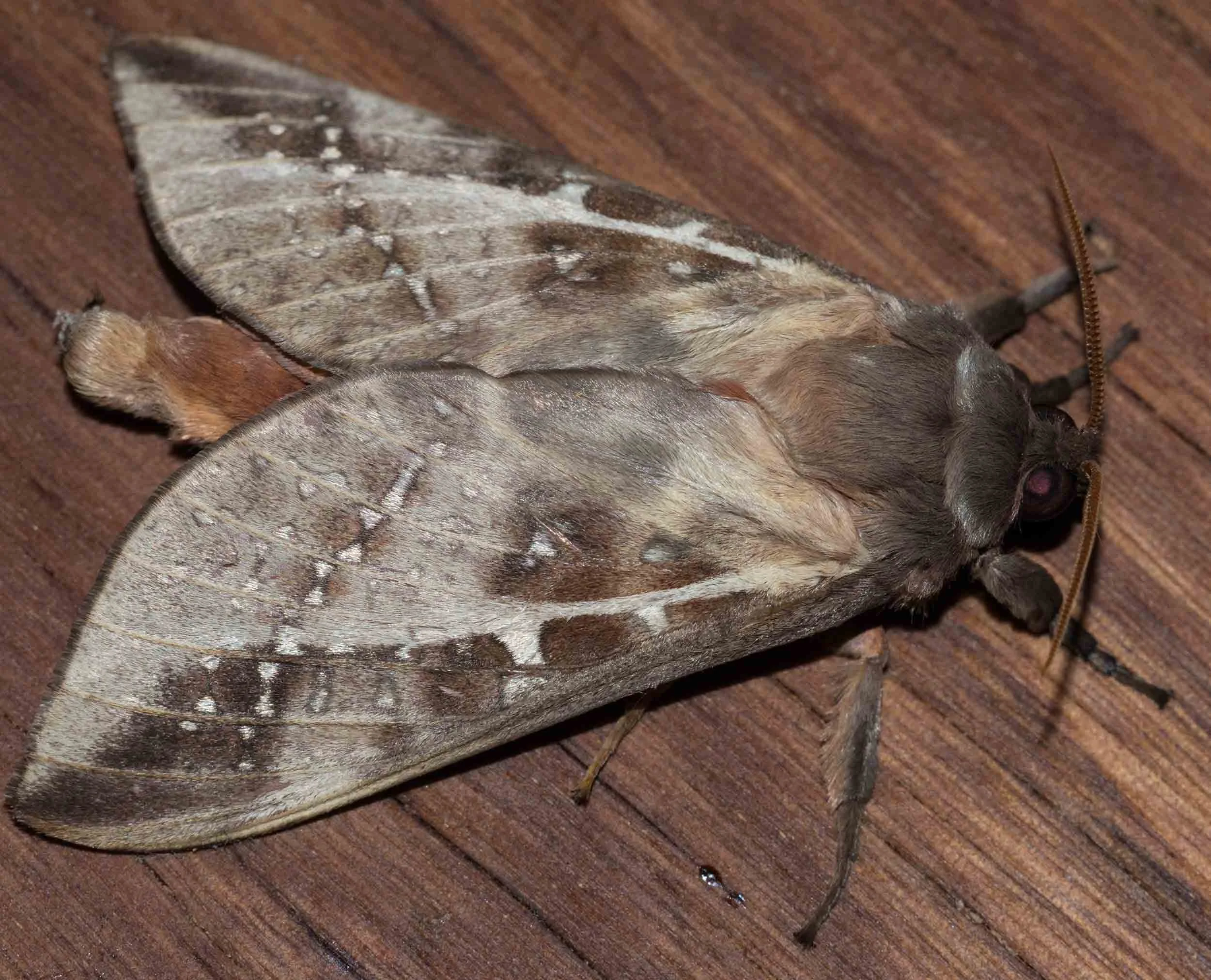 Swift Moth (male)
