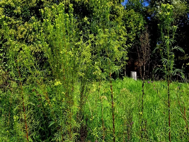Tagetes minuta (Stinking Roger) - grows to between 1-2 metres tall, often among roadside vegetation. Photo: Max Campbell, Brogo NSW
