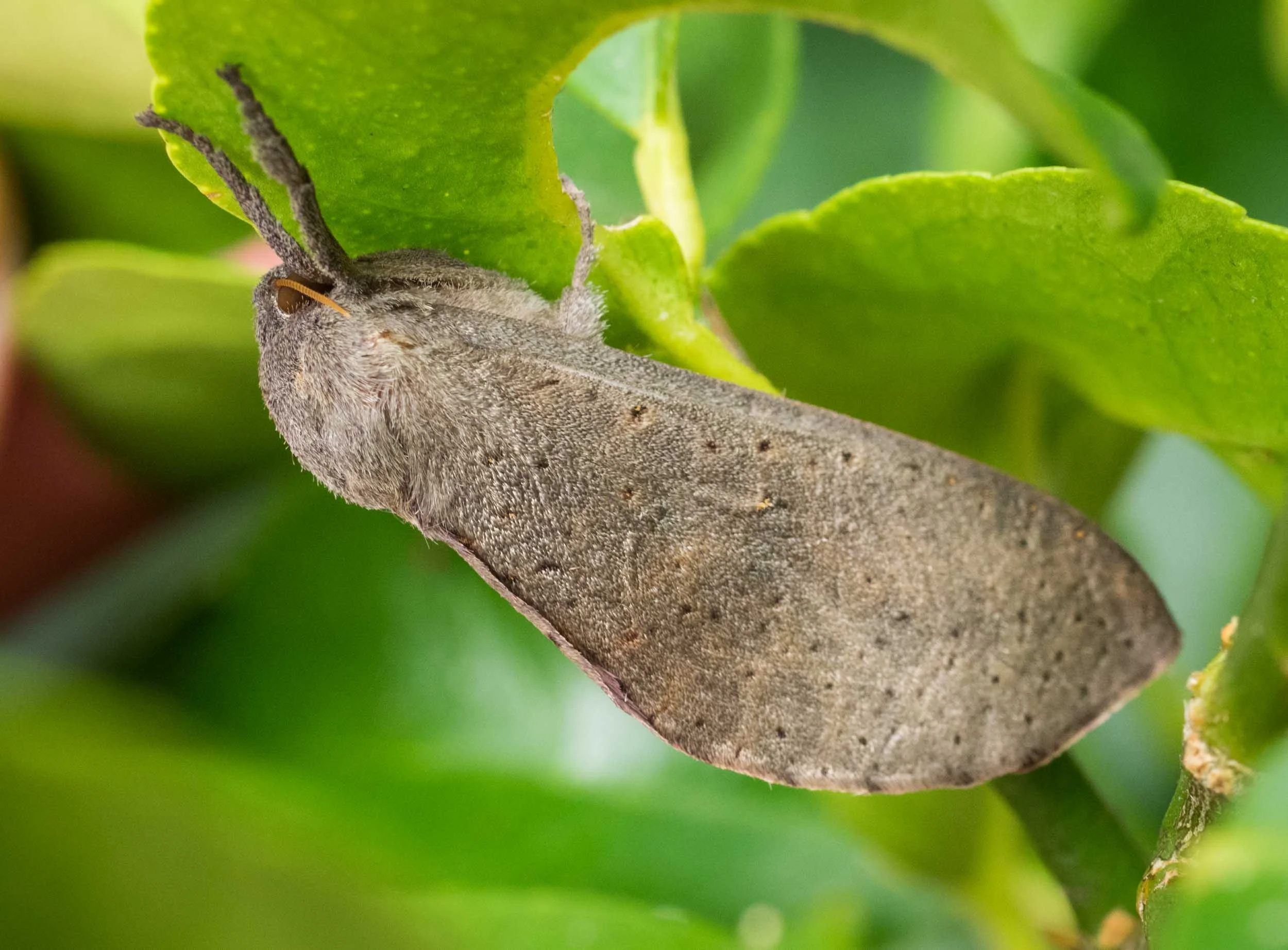 Elhamma australasiae