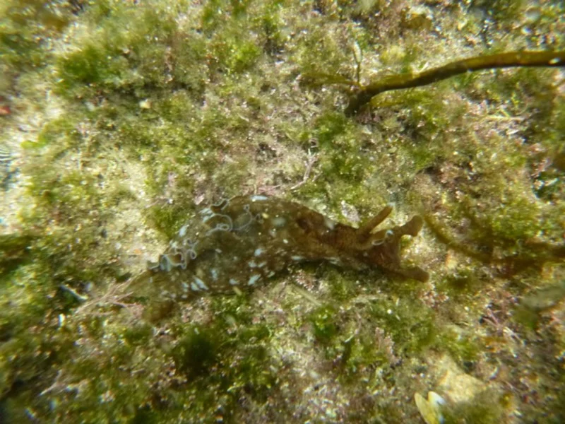 Aplysia sydneyensis