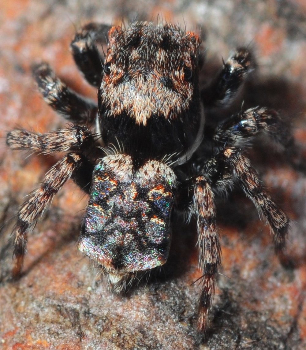 an unknown Peacock spider found at the Four Winds BioBlitz  Photo Stuart Harris  