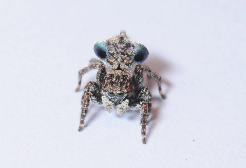  As yet unidentified Maratus (Peacock spider) found by Helen Ransom  Photo Stuart Harris  