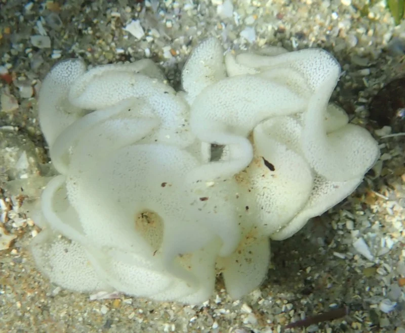 Hydatina physis