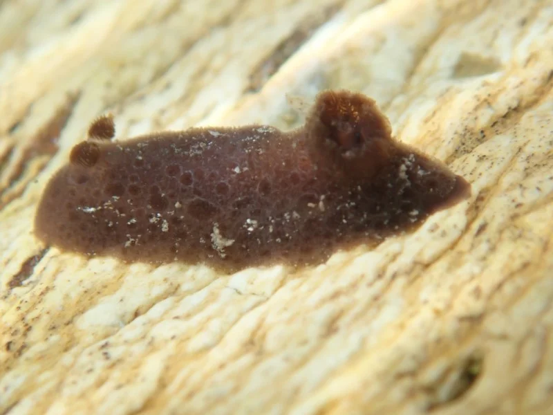 Jorunna ramicola