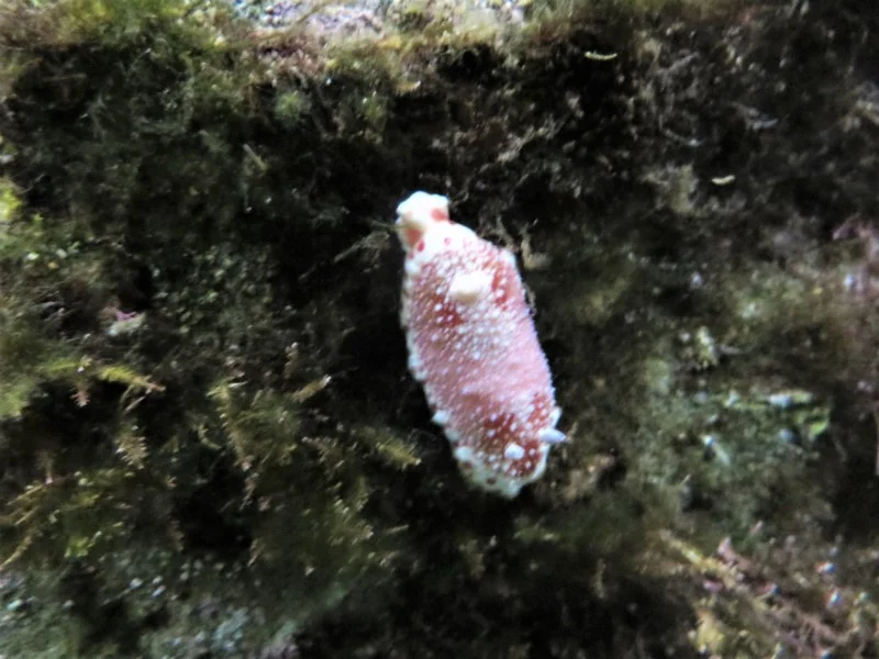 Chromodoris sp.