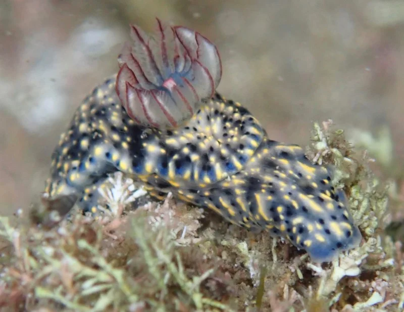 Hypselodoris obscura