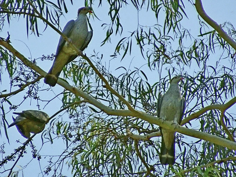 Topknot Pigeon