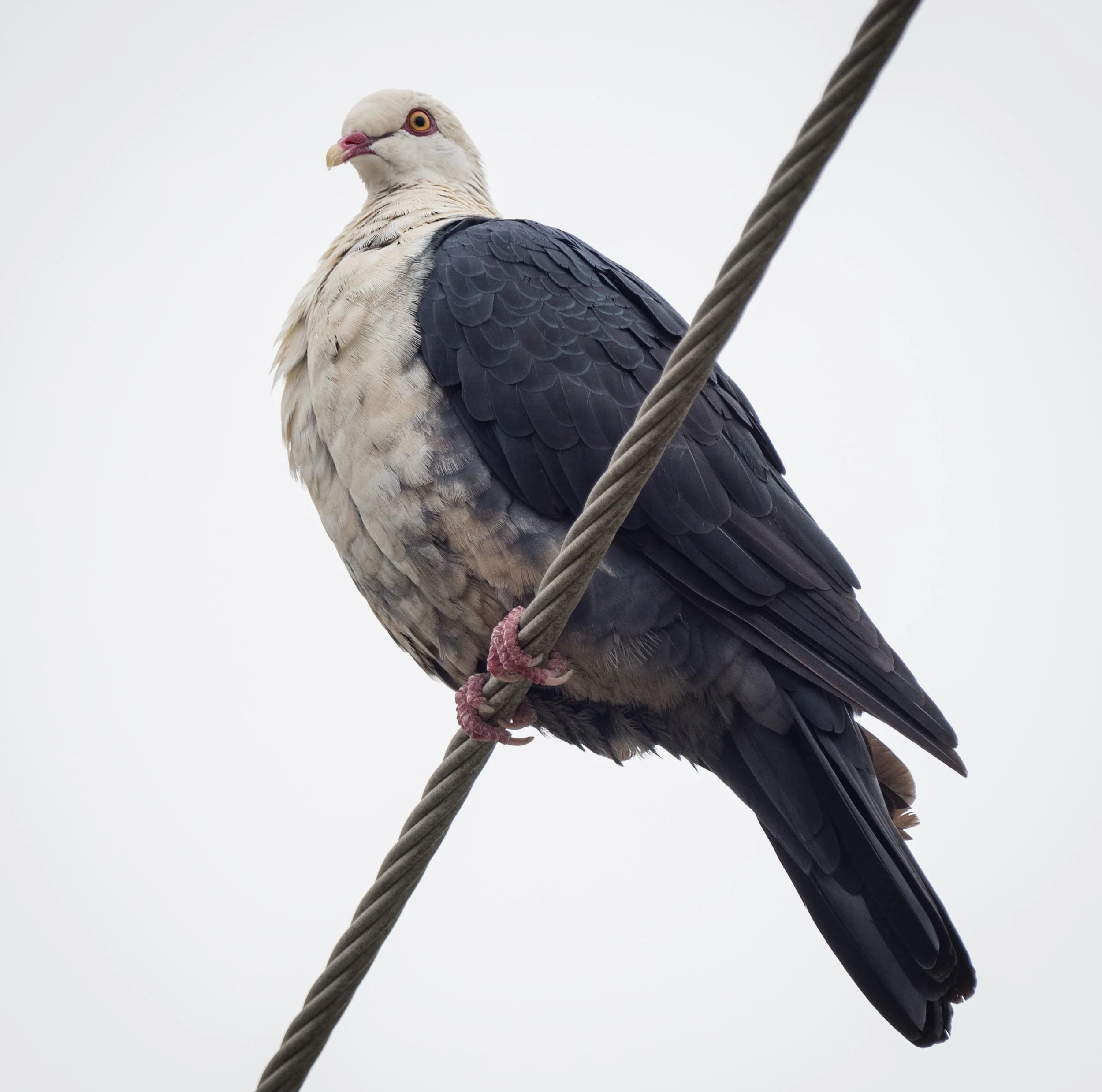 White-headed Pigeon