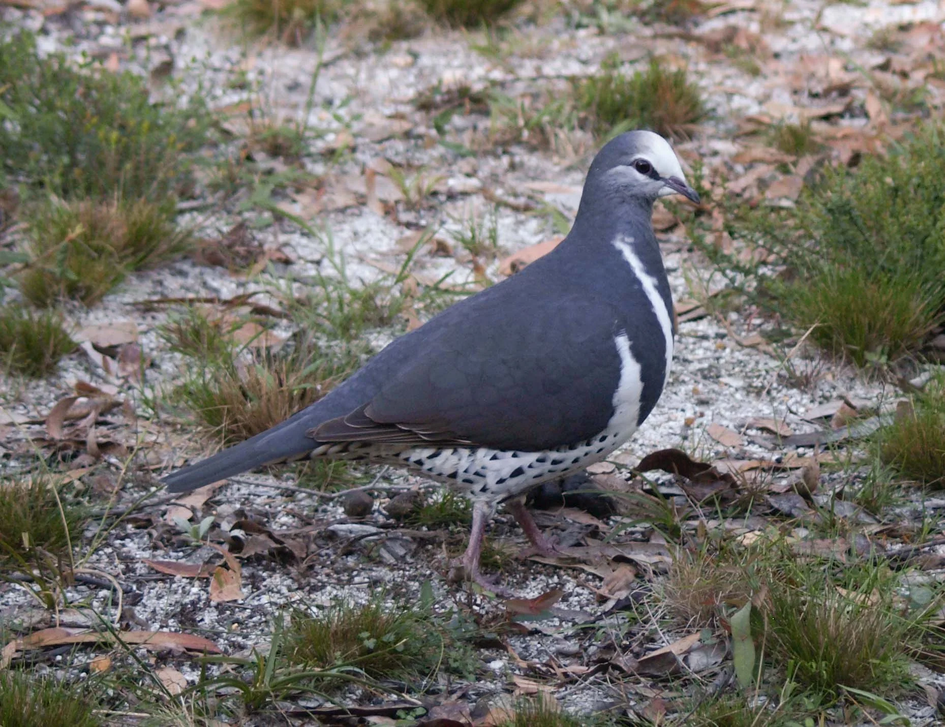 Wonga Pigeon