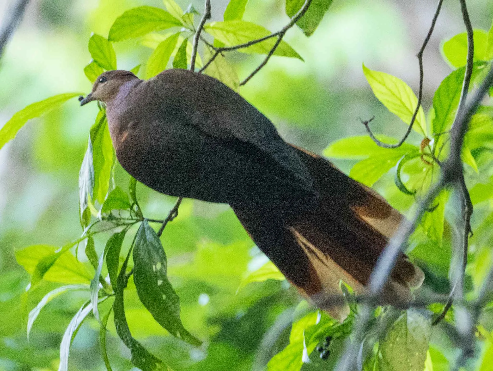 Brown Cuckoo-Dove