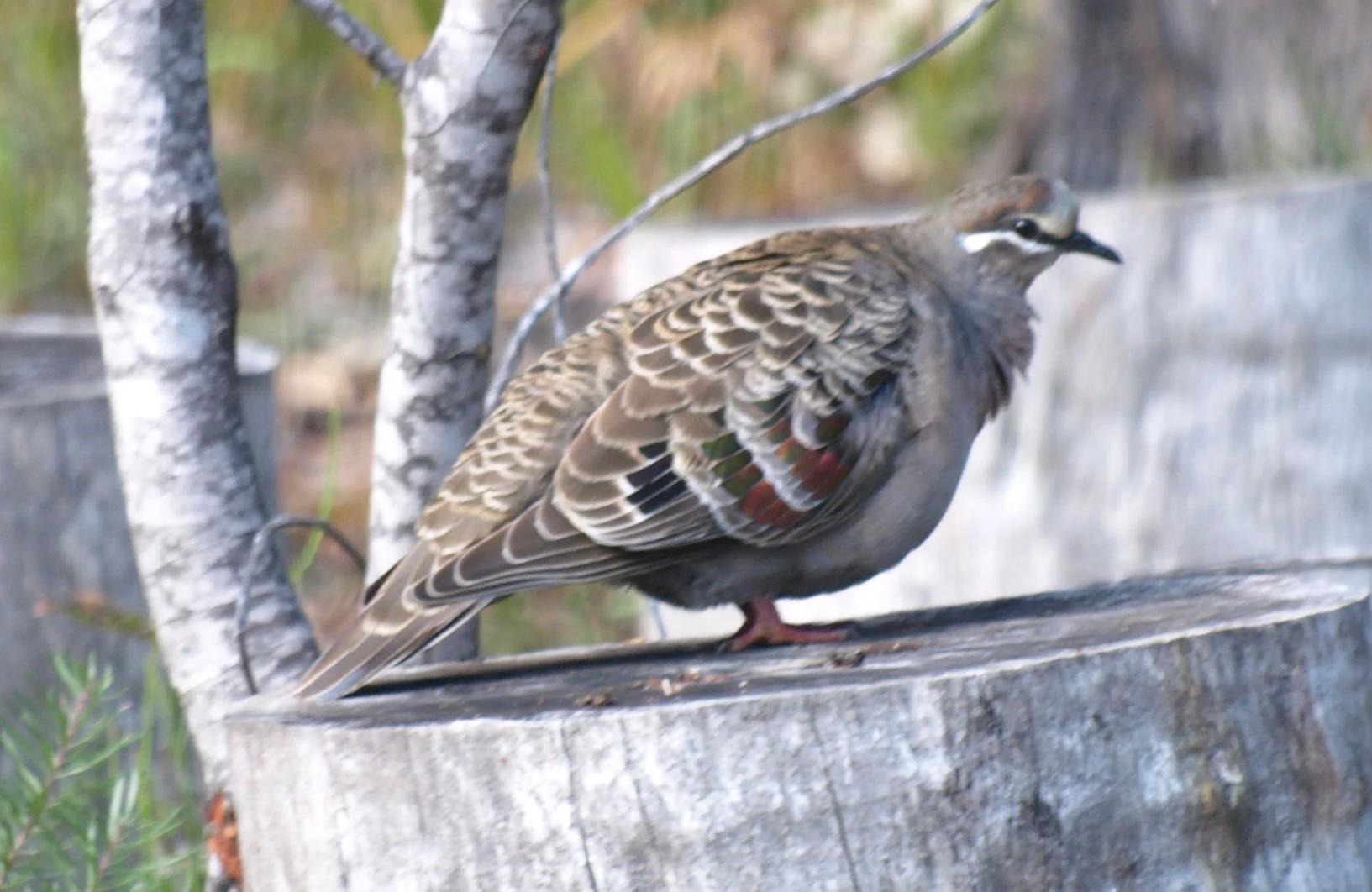 Common Bronzewing