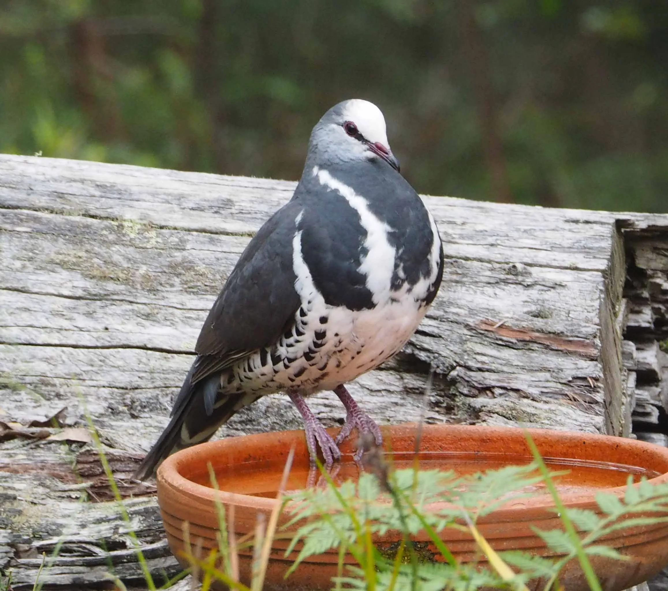 Wonga Pigeon