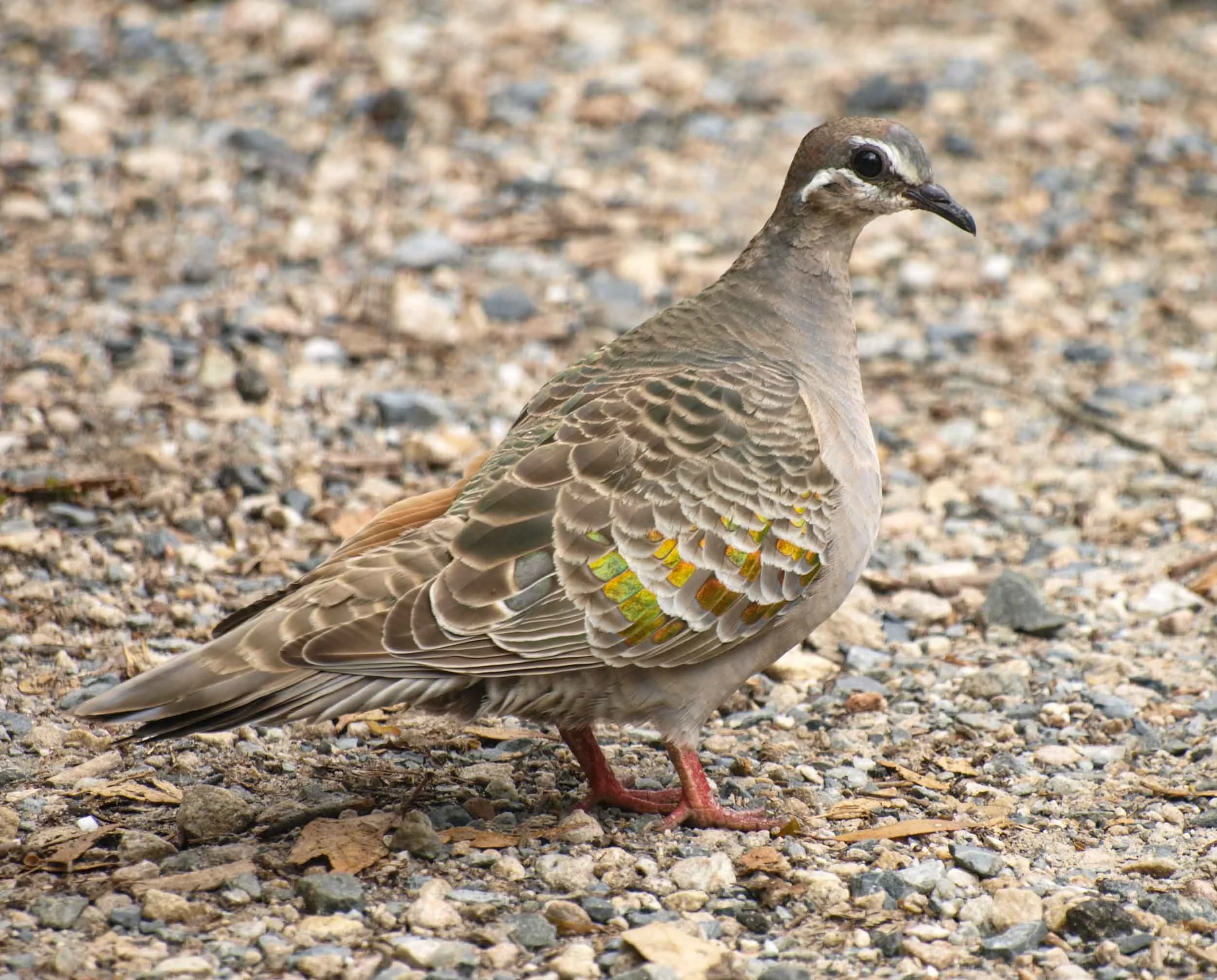 Common Bronzewing