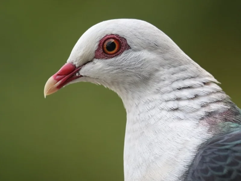 White-headed Pigeon