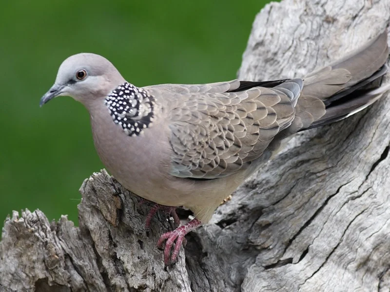 Spotted Turtle-Dove