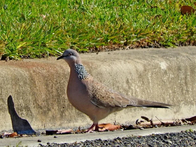 Spotted Turtle-Dove