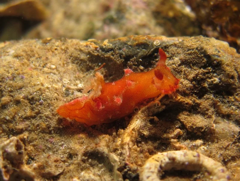 Plocamopherus imperialis