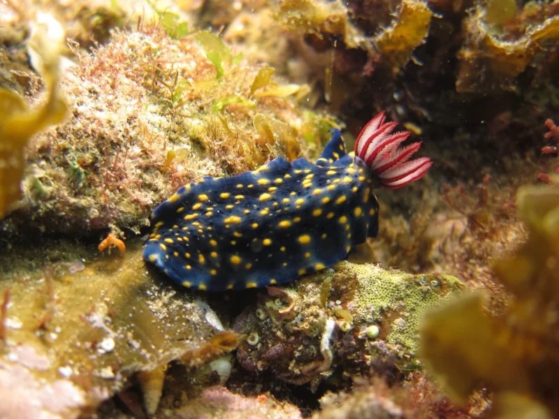 Hypselodoris obscura
