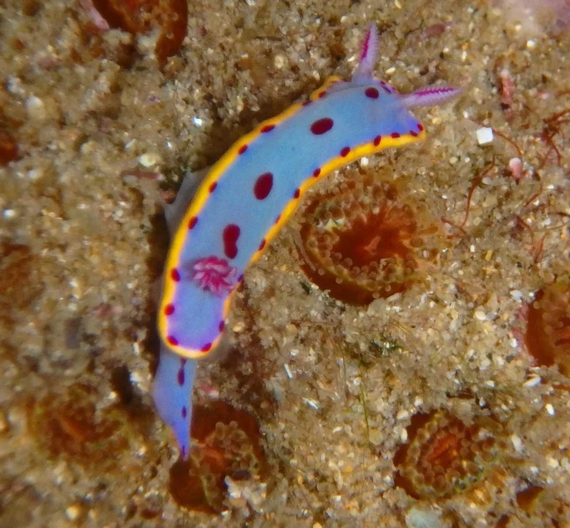 Hypselodoris bennetti