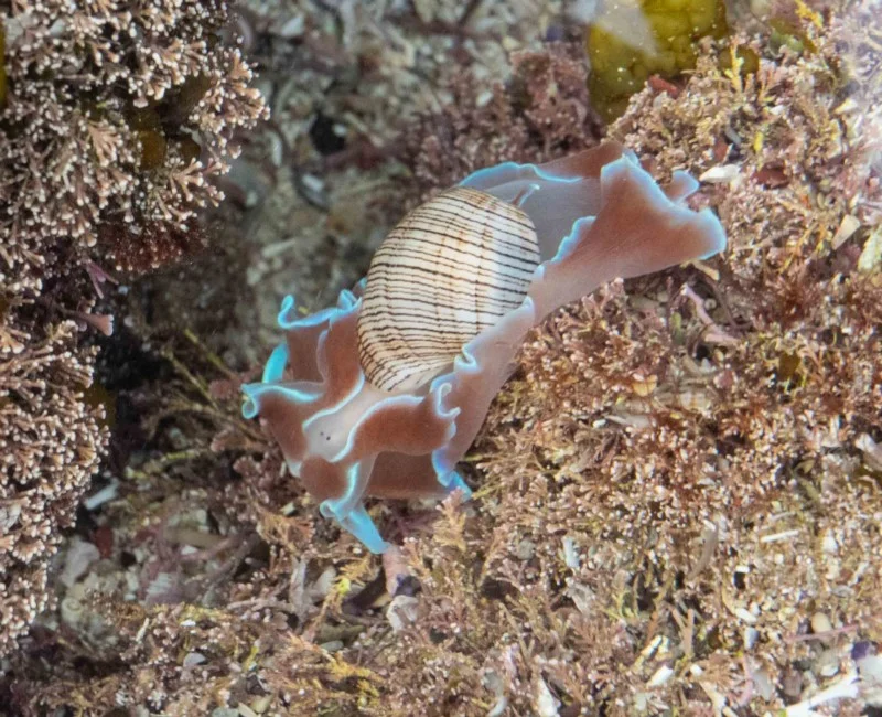 Hydatina physis