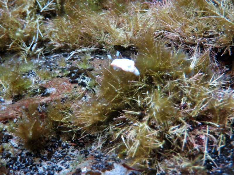 Goniobranchus albonares
