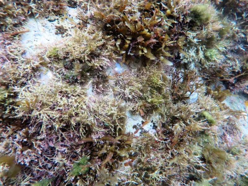 Bullina lineata - tbc