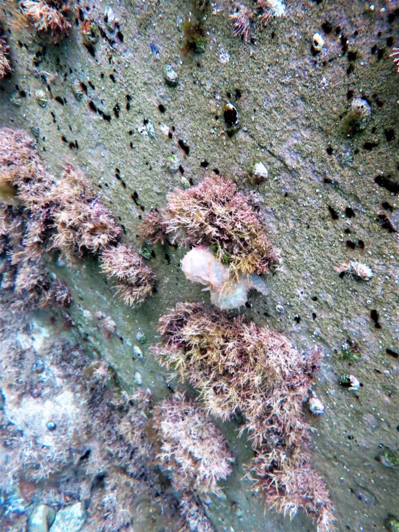 Stylocheilus striatus