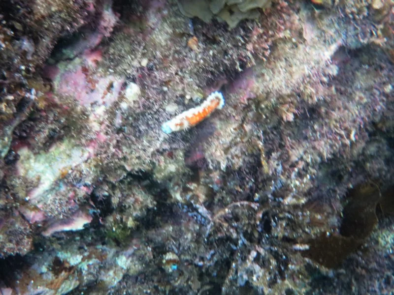 Goniobranchus collingwoodi