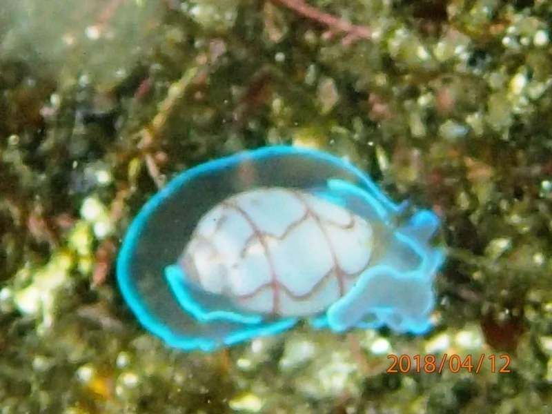 Bullina lineata